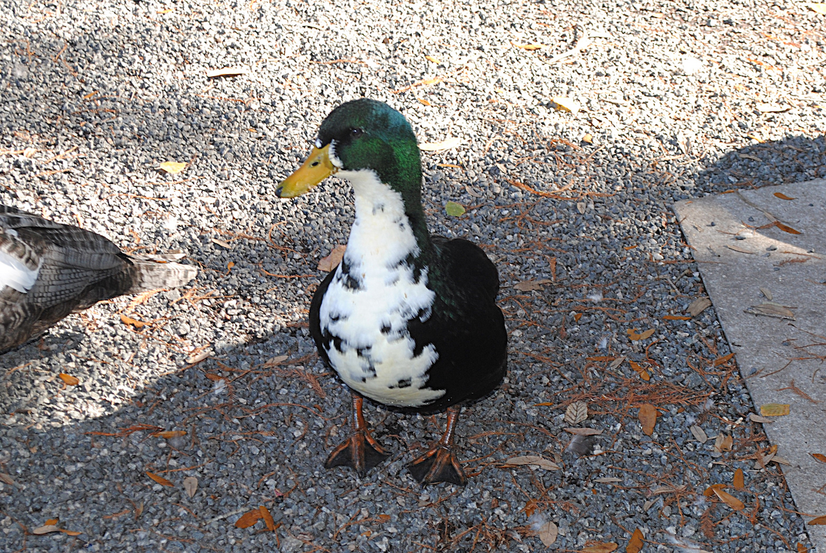 Anatra germanata - ML646764076