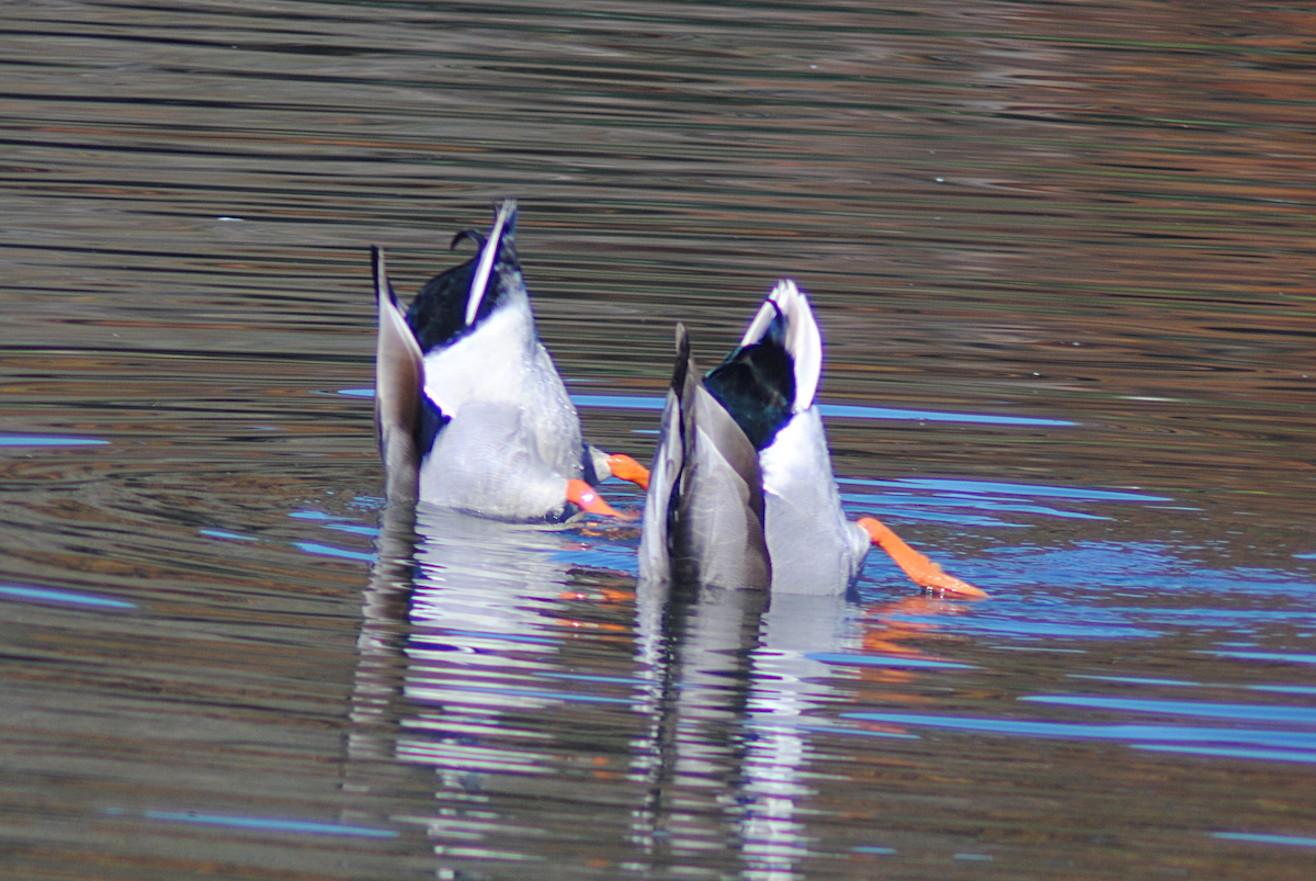 Anatra germanata - ML646764077