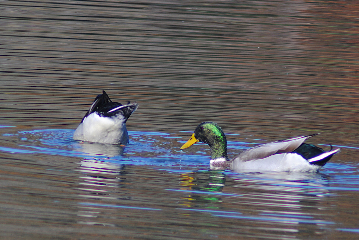 Anatra germanata - ML646764078