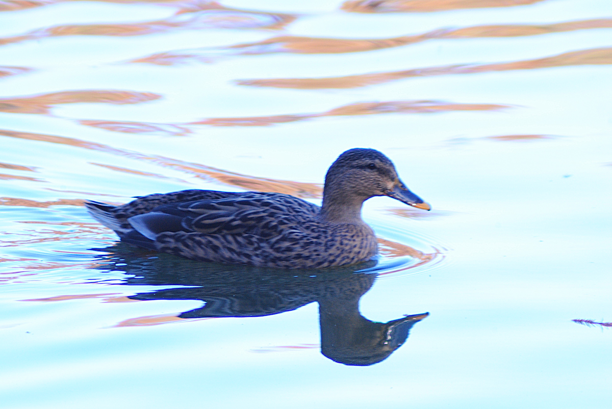 Anatra germanata - ML646764079