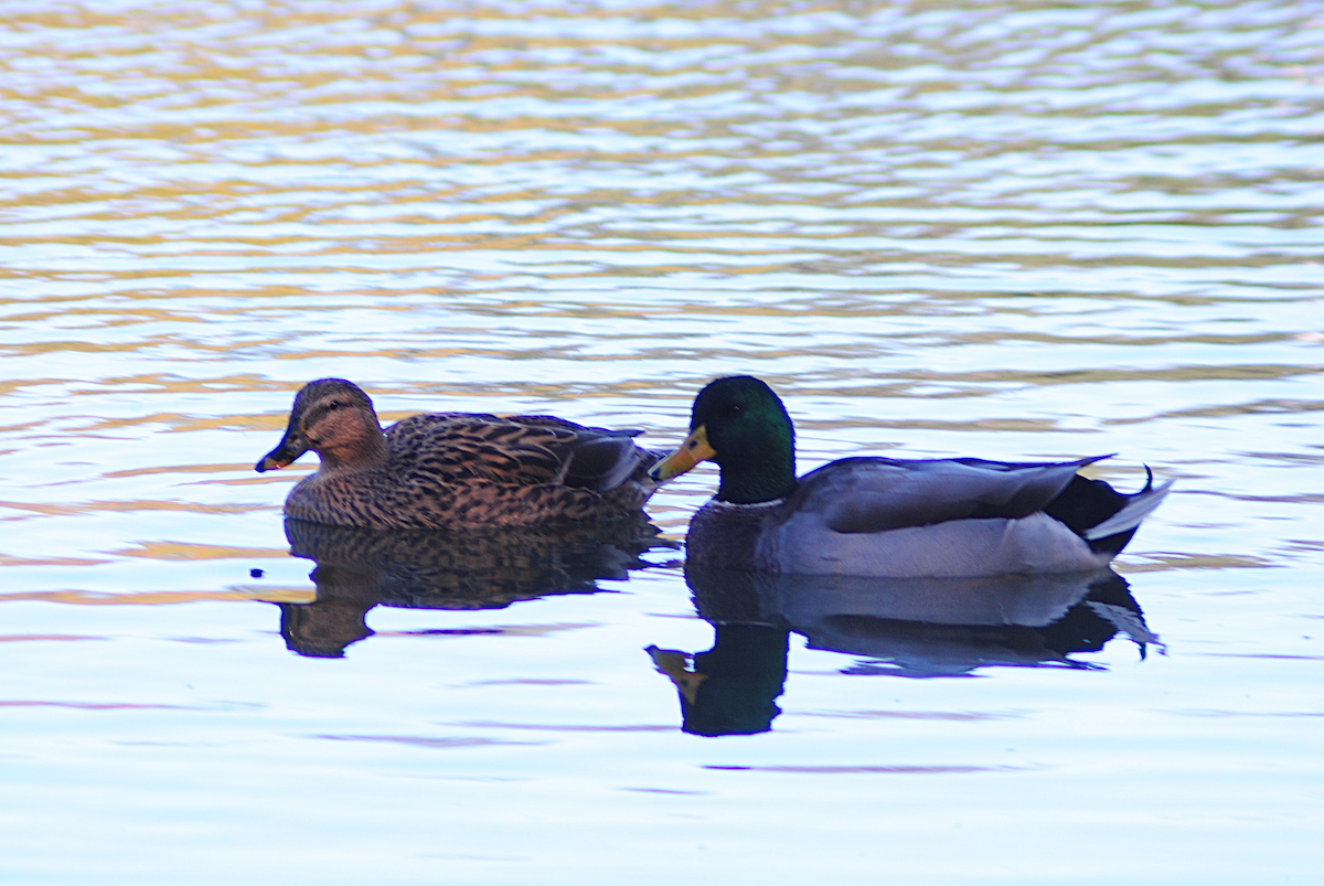 Anatra germanata - ML646764080