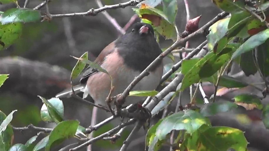 Dark-eyed Junco - ML646764081