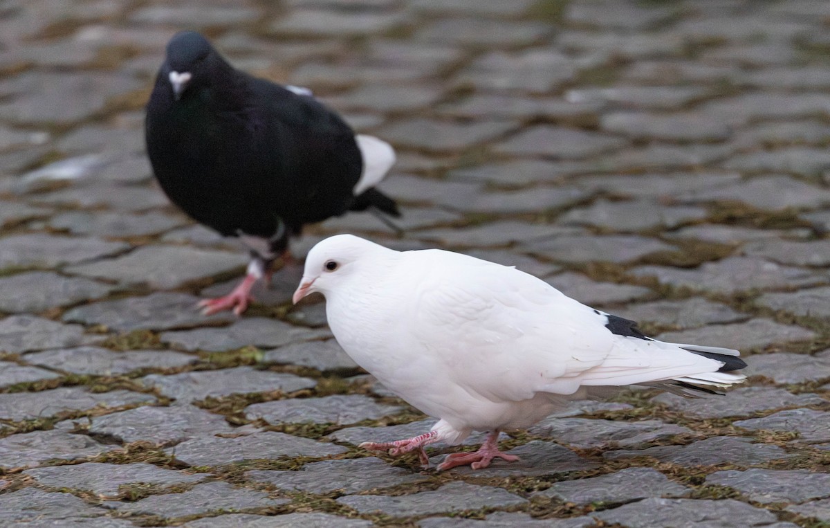 Kaya Güvercini - ML646764082