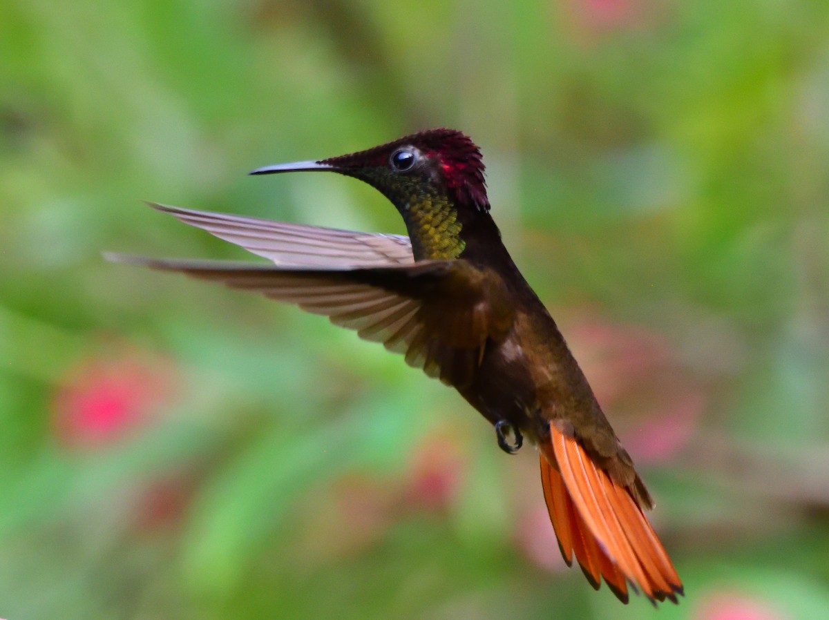Ruby-topaz Hummingbird - ML646764083
