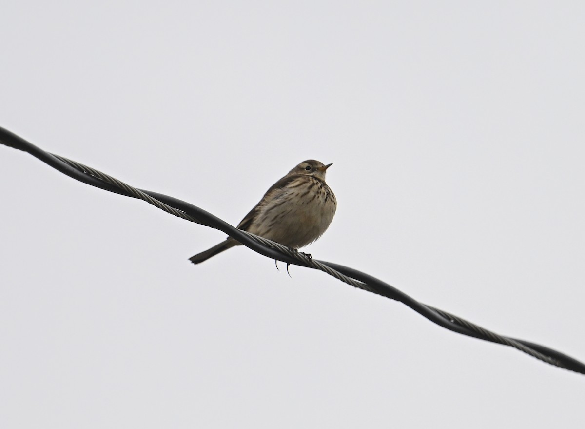 American Pipit - ML646764085