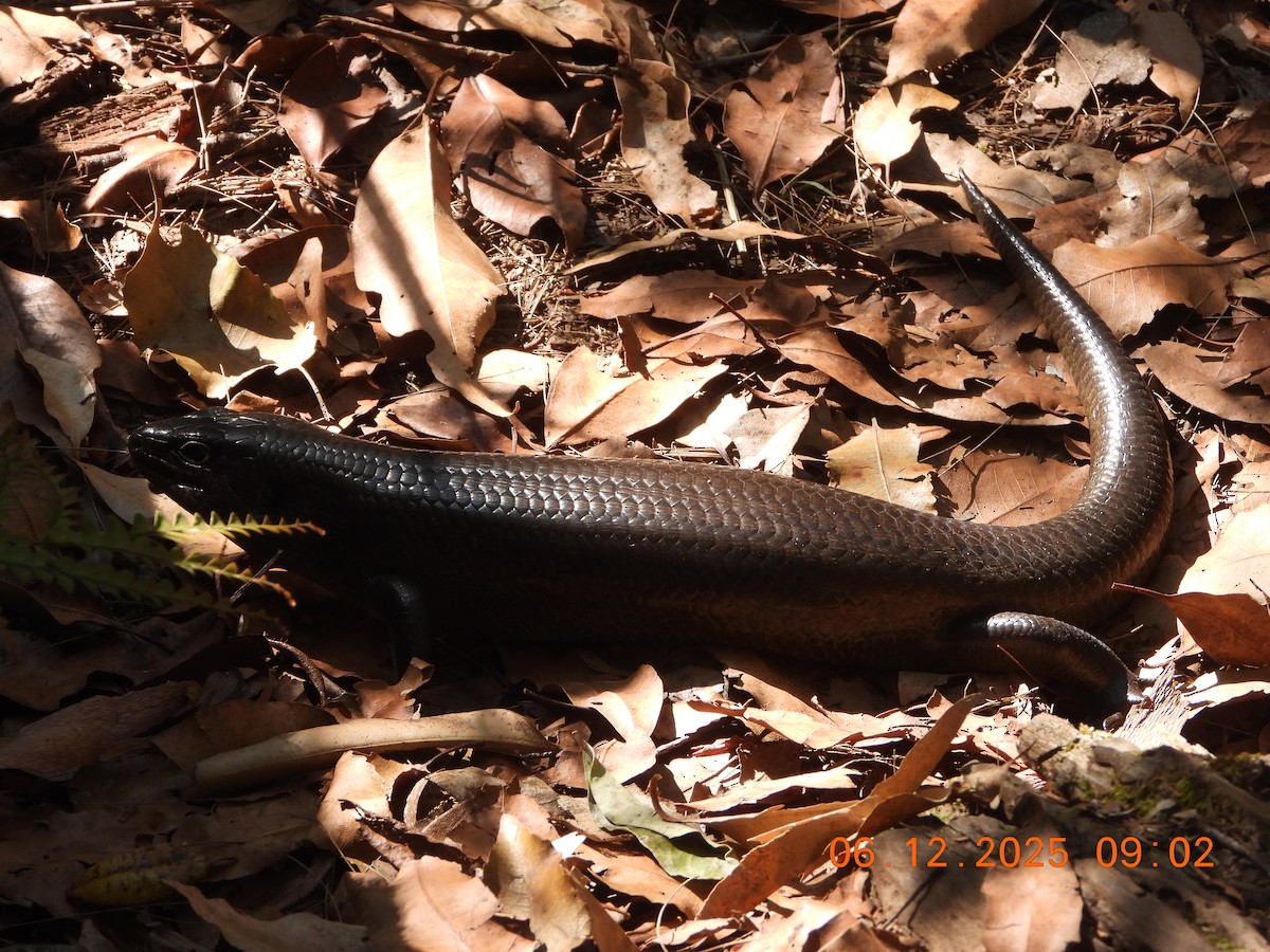 Land Mullet - ML646764088