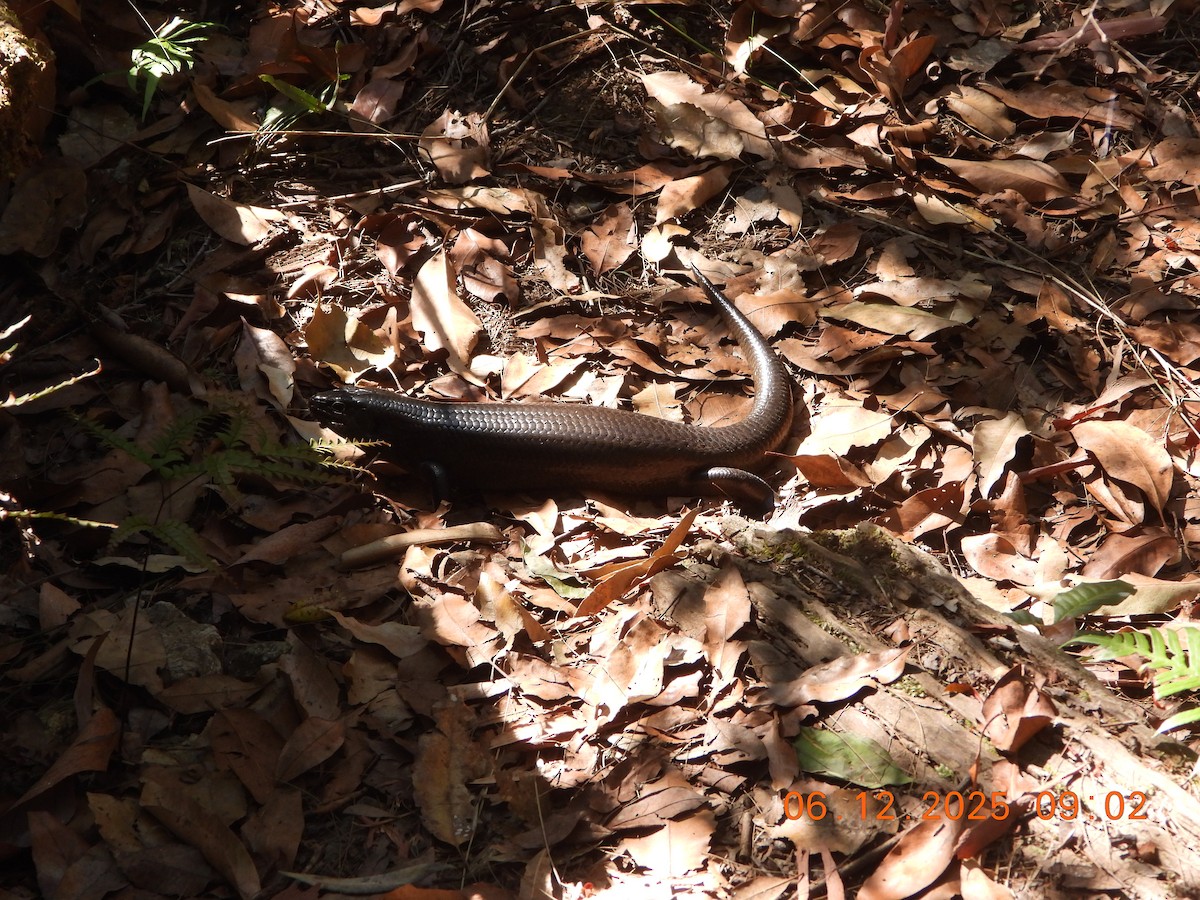 Land Mullet - ML646764089