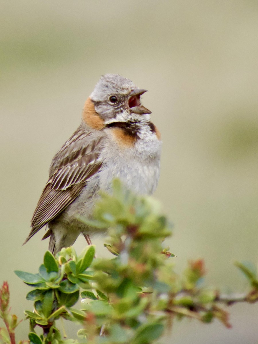 Rufous-collared Sparrow - ML646764090