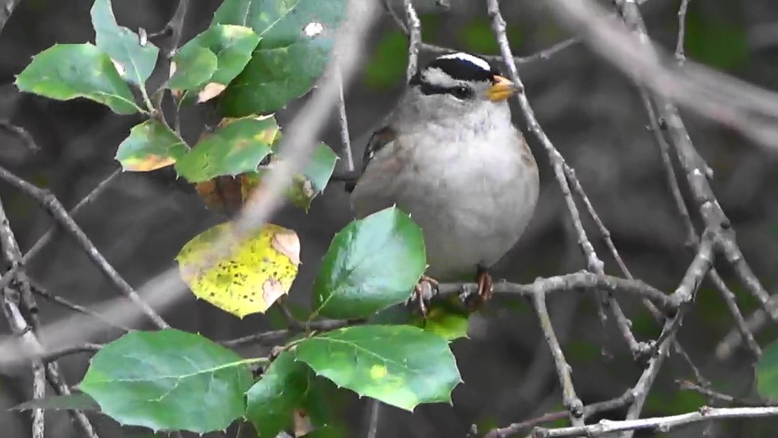 White-crowned Sparrow - ML646764091