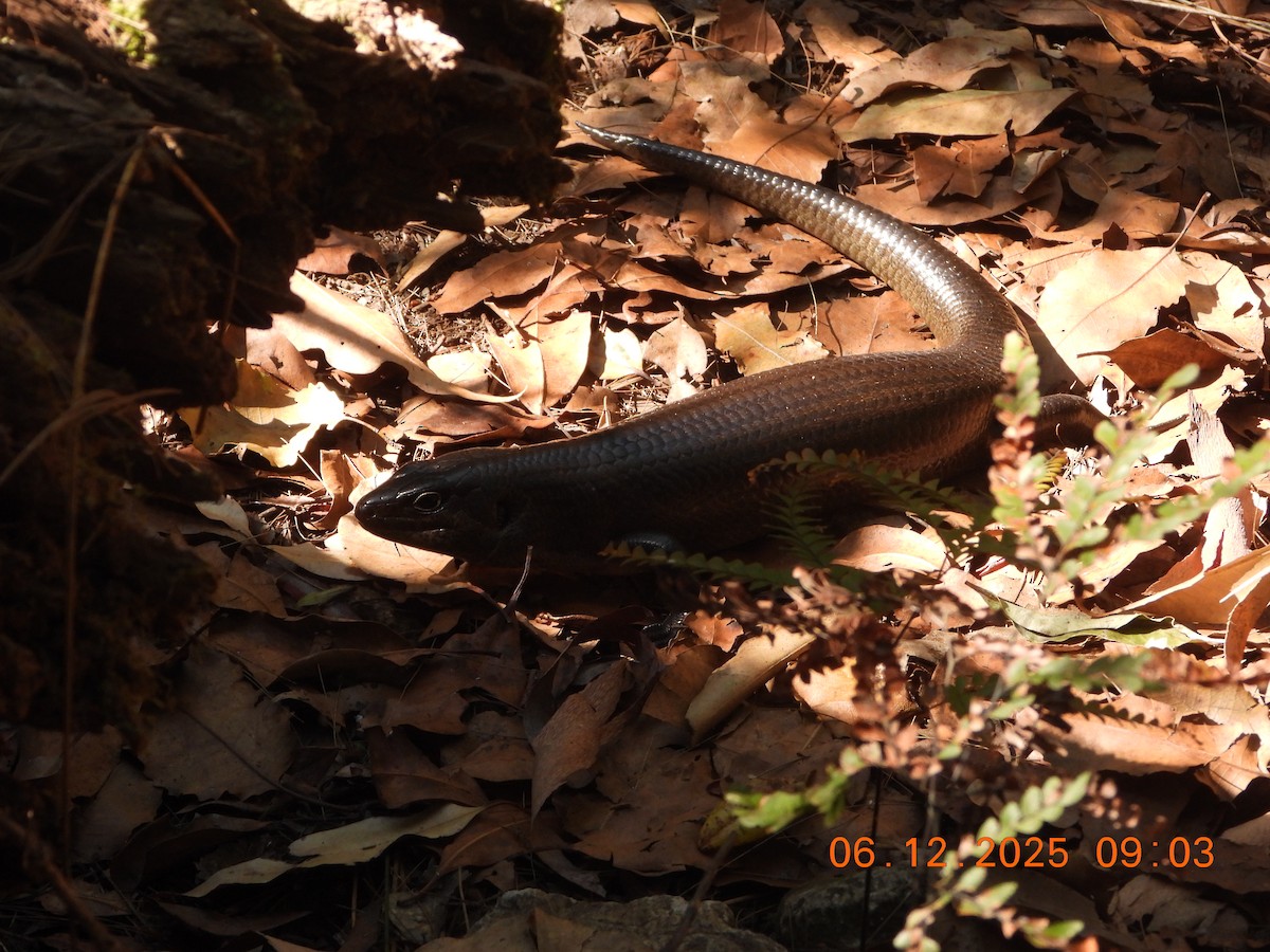 Land Mullet - ML646764094