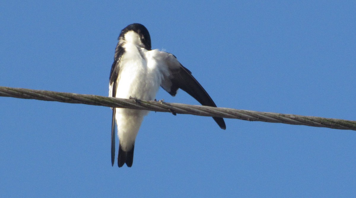 Hirondelle à ailes blanches - ML646764095
