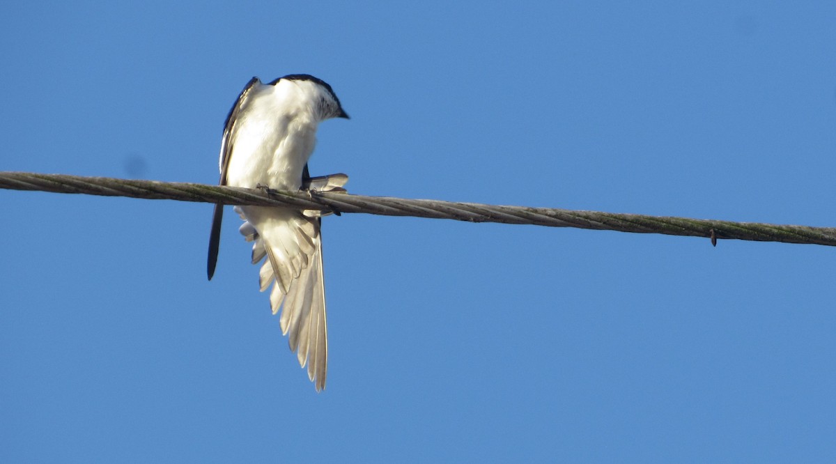Hirondelle à ailes blanches - ML646764096