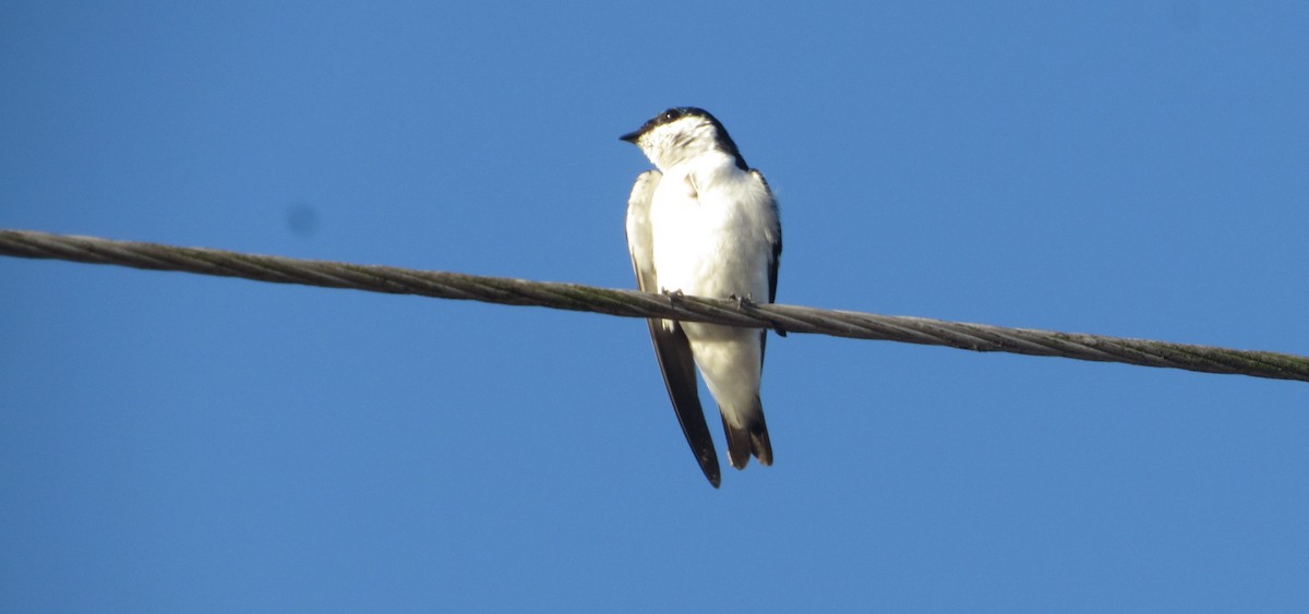 Hirondelle à ailes blanches - ML646764097