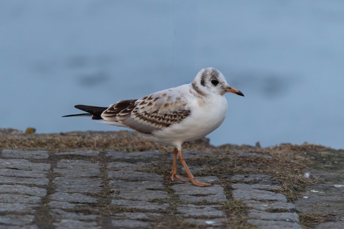 Karabaş Martı - ML646764099