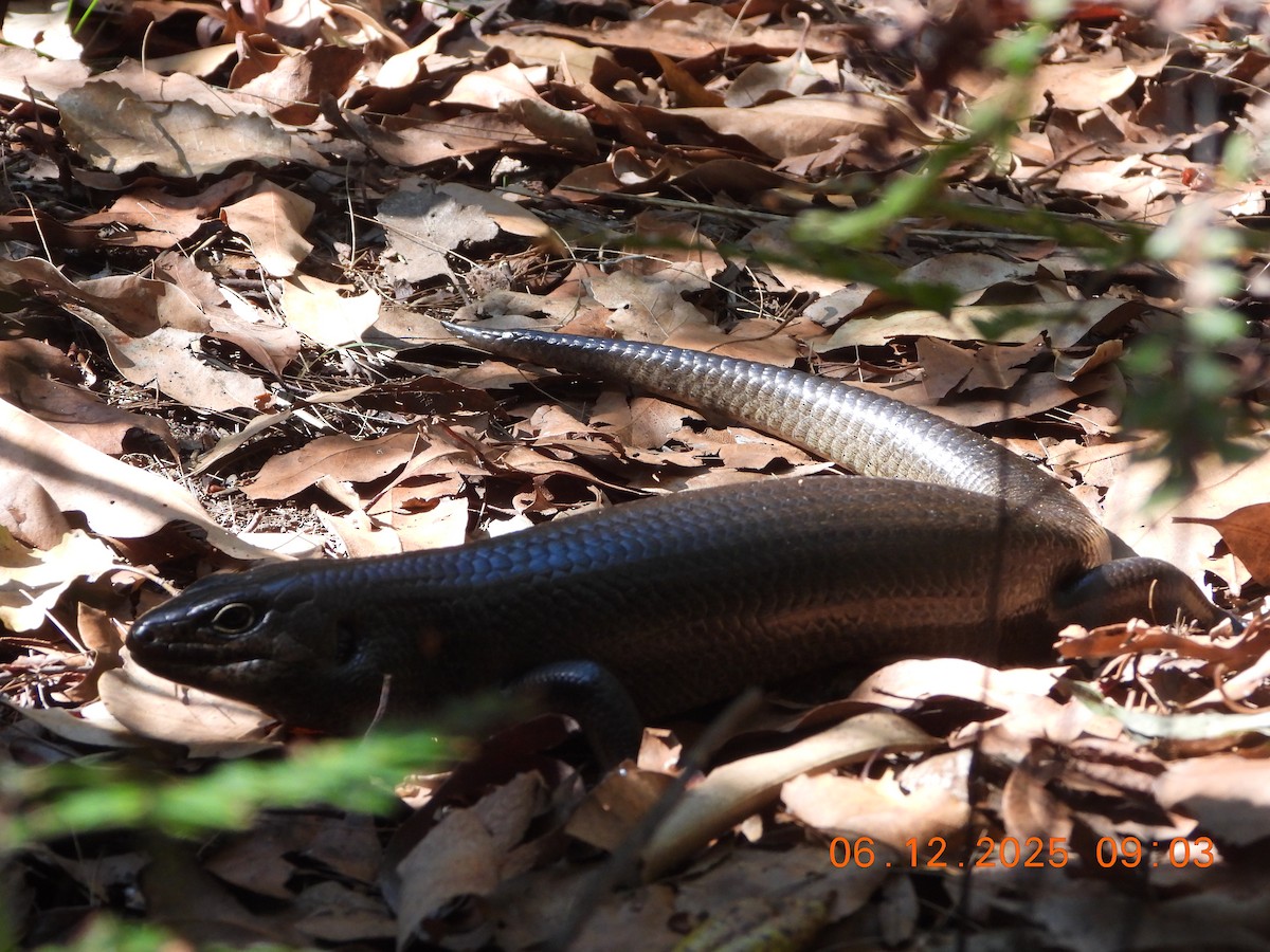 Land Mullet - ML646764101