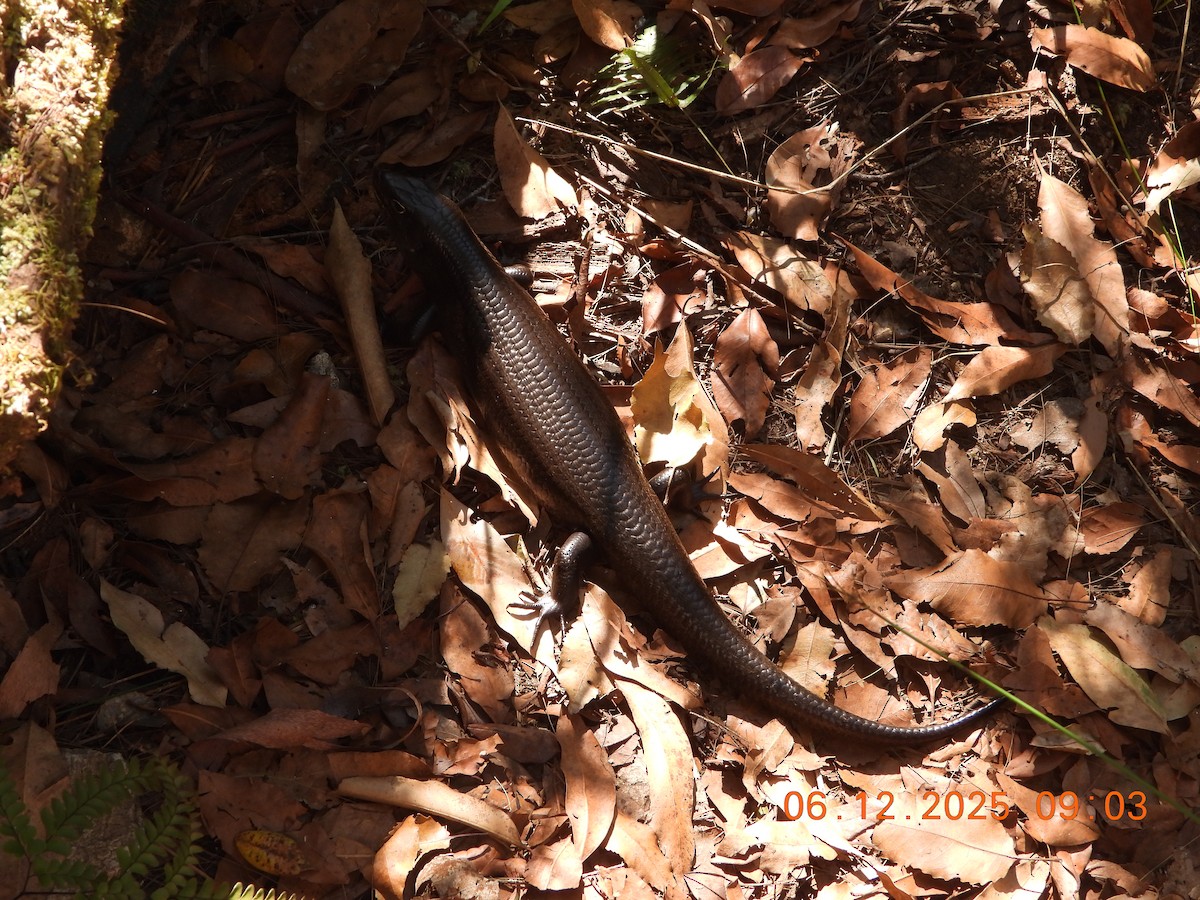 Land Mullet - ML646764102