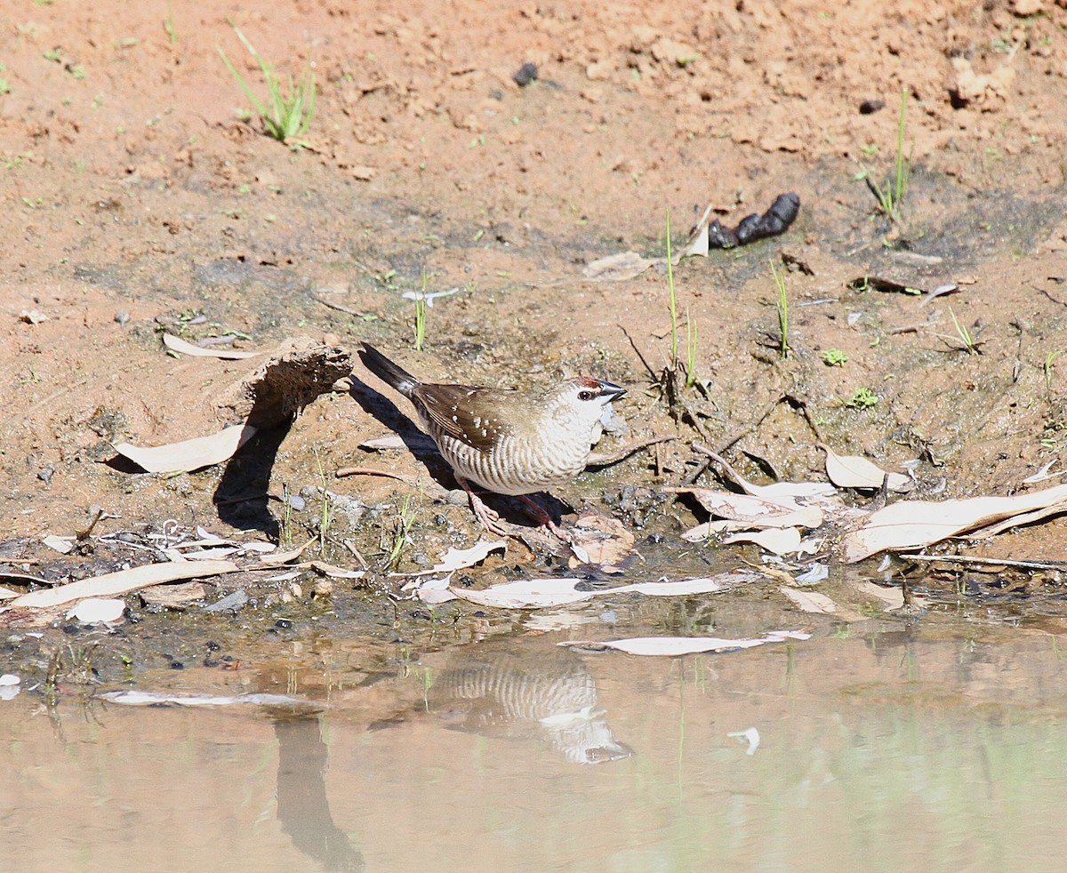 Plum-headed Finch - ML646764103