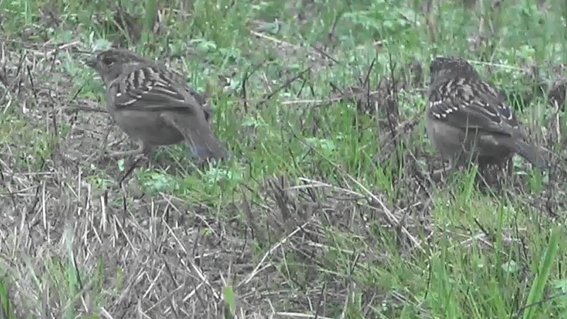 Golden-crowned Sparrow - ML646764104