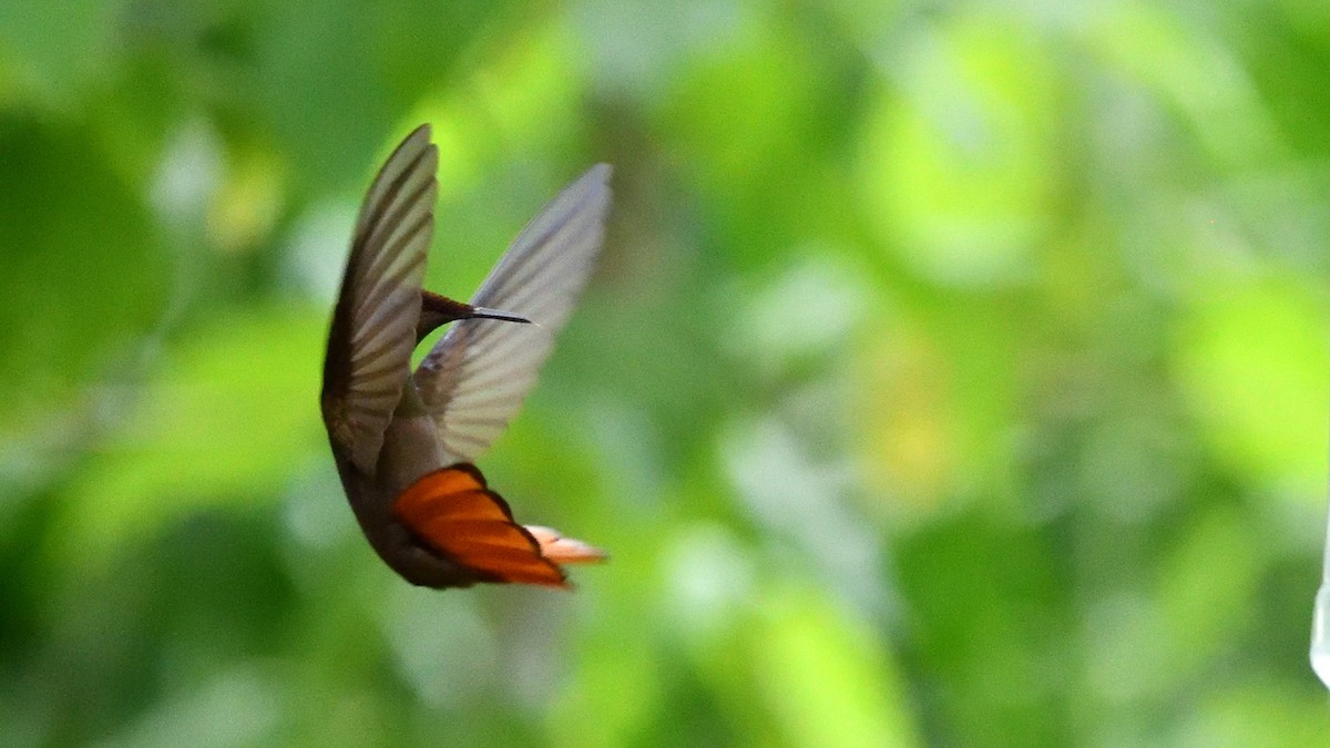 Ruby-topaz Hummingbird - ML646764105