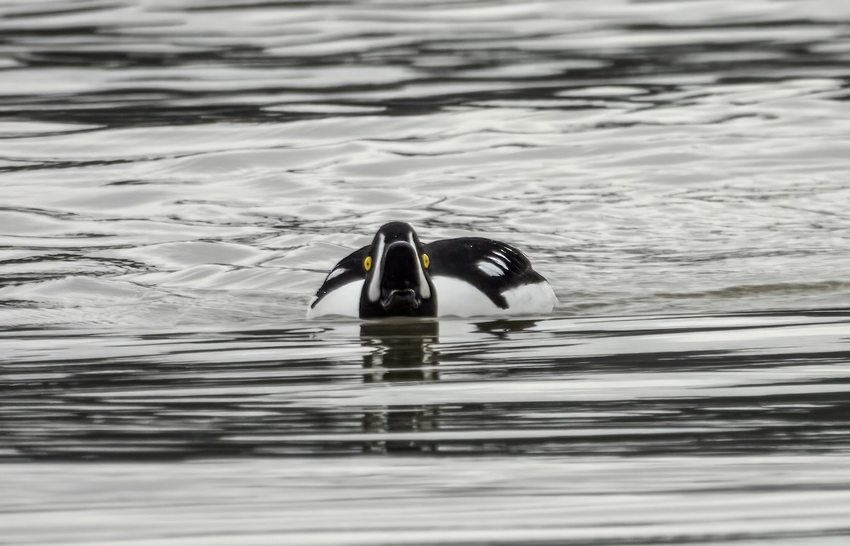 キタホオジロガモ - ML646764106