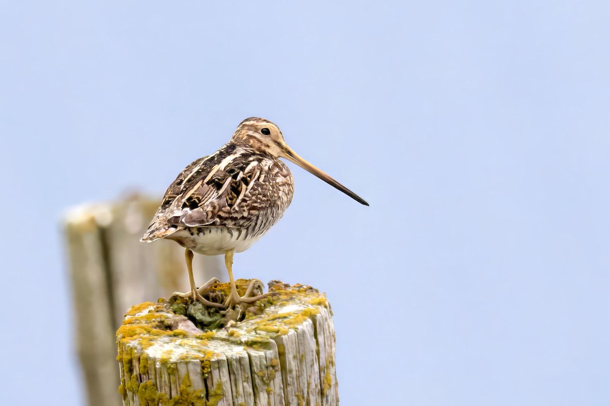 Agachadiza Común - ML646764110