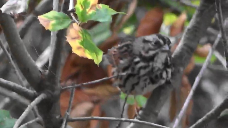 Song Sparrow - ML646764115