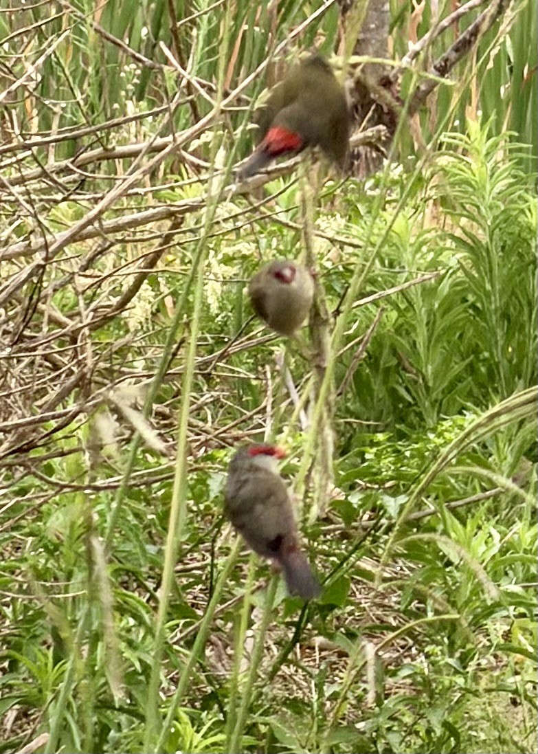 Red-browed Firetail - ML646764116