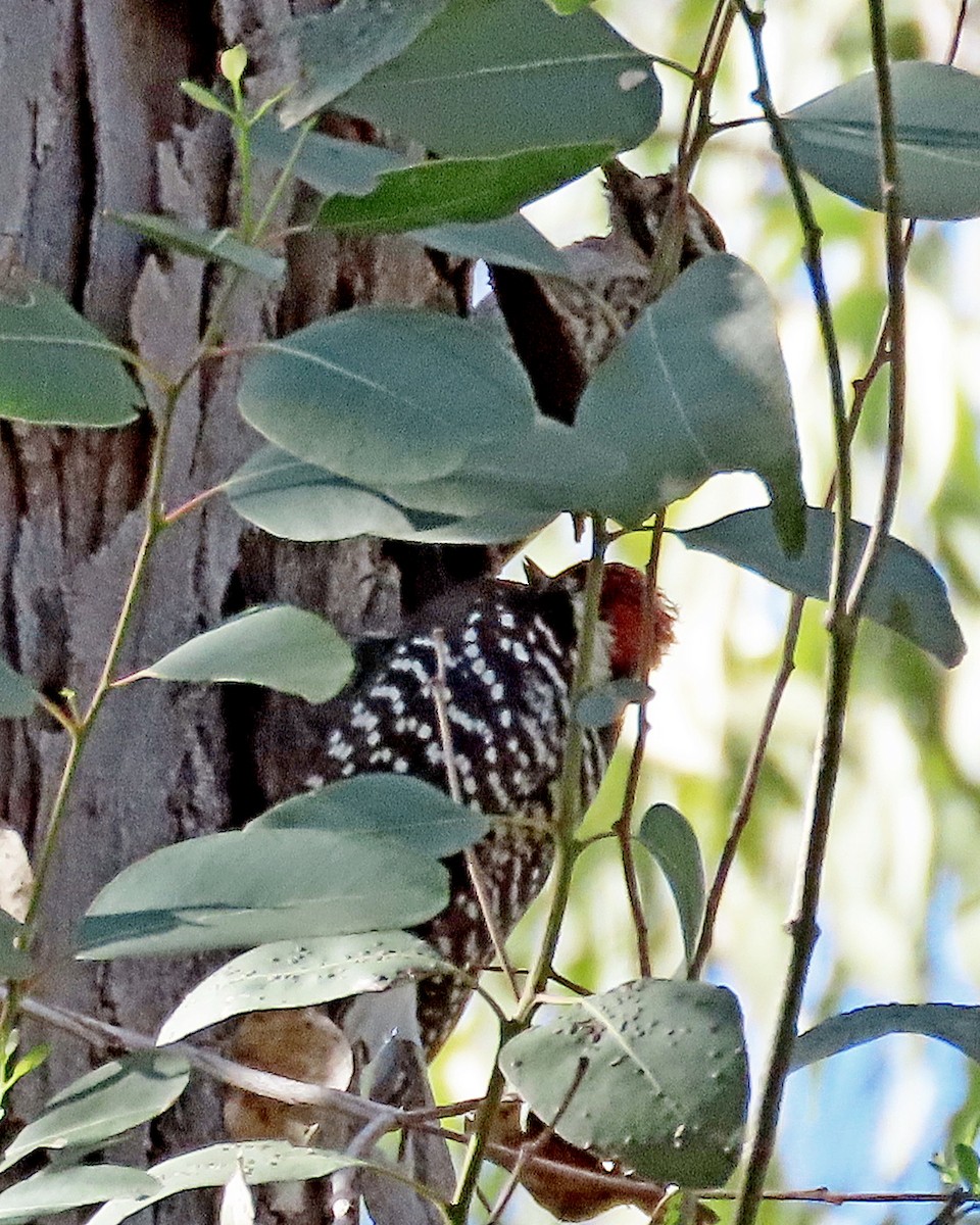 Nuttall's Woodpecker - ML646764120
