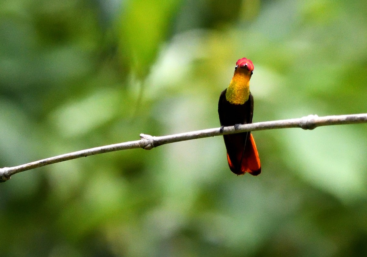 Ruby-topaz Hummingbird - ML646764121