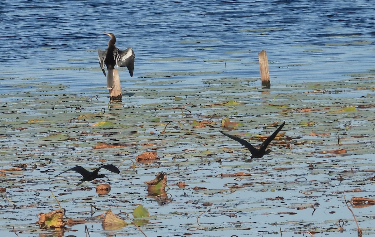 Glossy Ibis - ML646764125