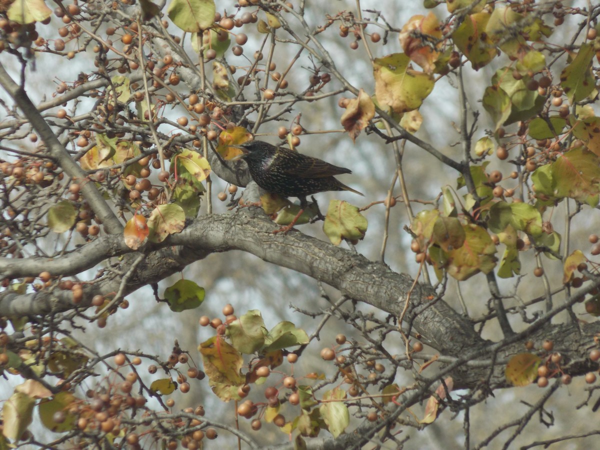 European Starling - ML646764128