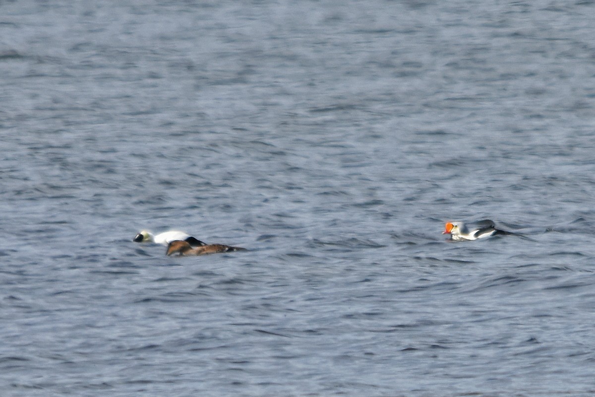 King Eider - ML646764129