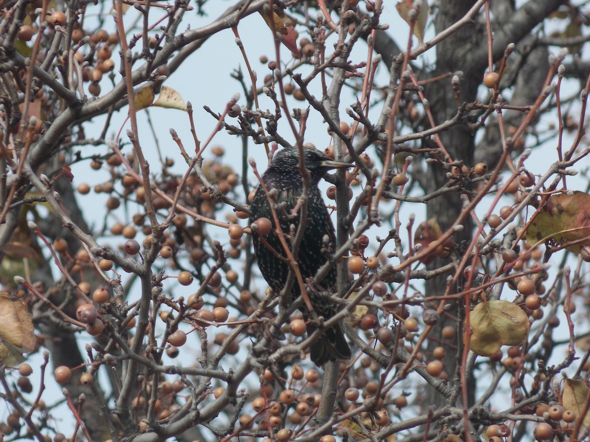 European Starling - ML646764131