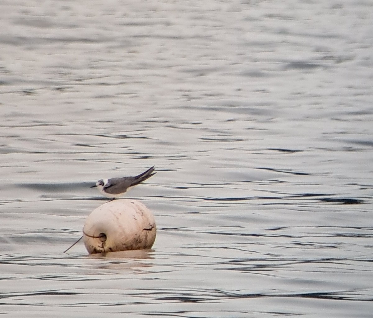 Fumarel Común - ML646764133