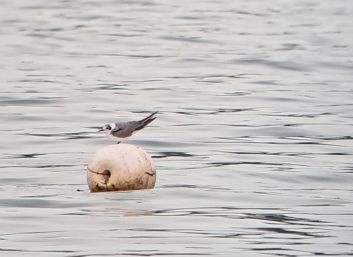 Fumarel Común - ML646764134