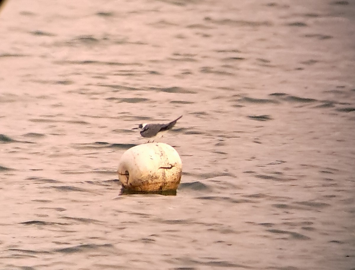 Fumarel Común - ML646764135