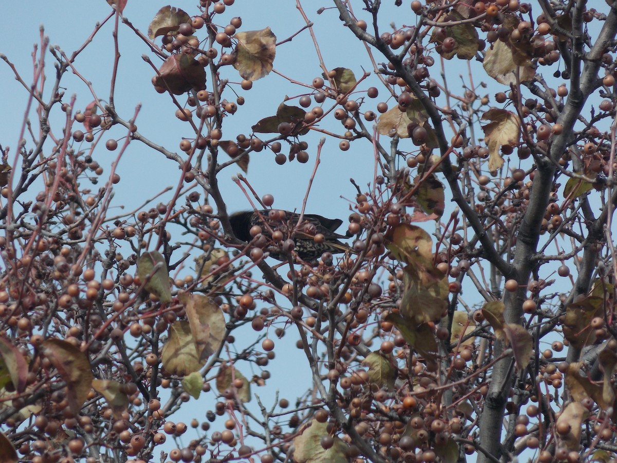 European Starling - ML646764137