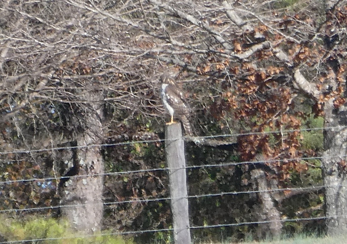 Northern Harrier - ML646764138