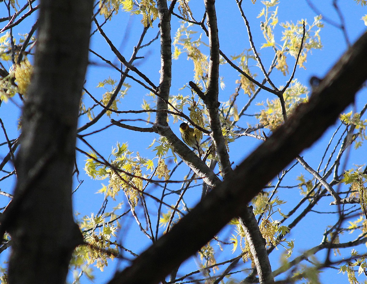 Cape May Warbler - ML646764140