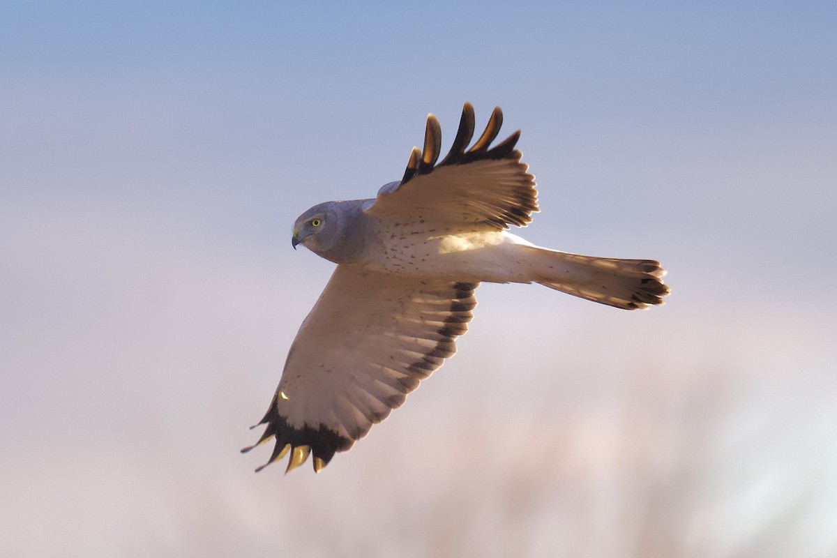 Northern Harrier - ML646764141