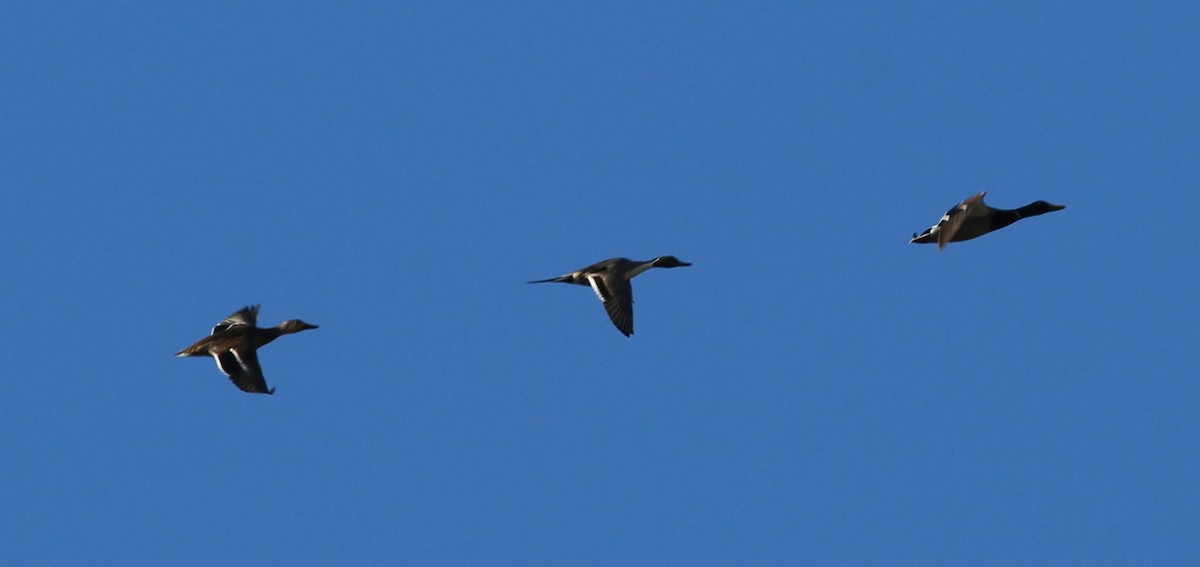 Шовтгор алаг нугас - ML646764142