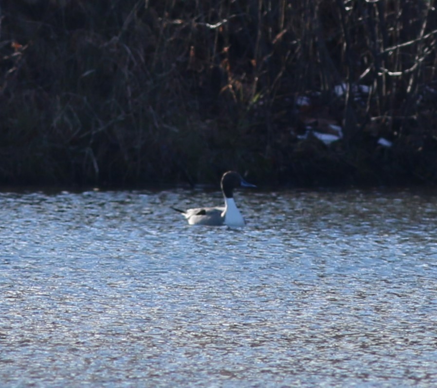 Шовтгор алаг нугас - ML646764144