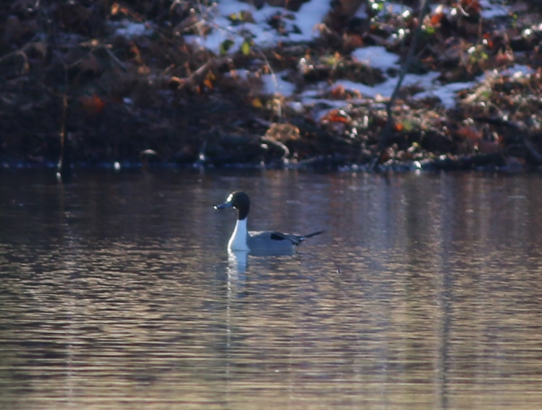 Шовтгор алаг нугас - ML646764145