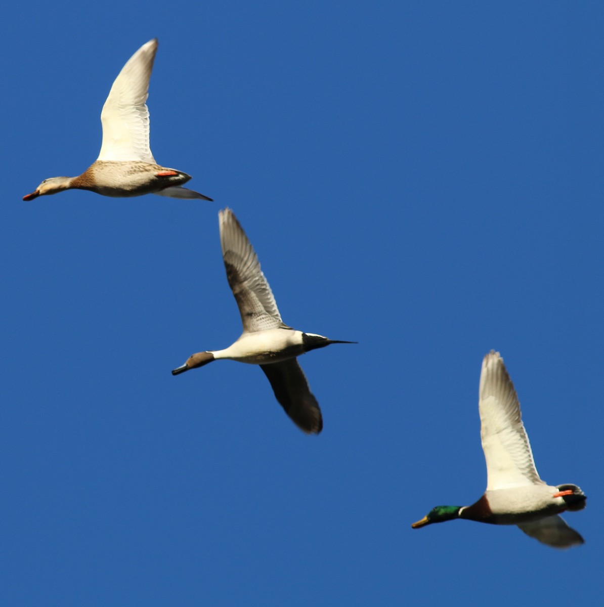 Шовтгор алаг нугас - ML646764146