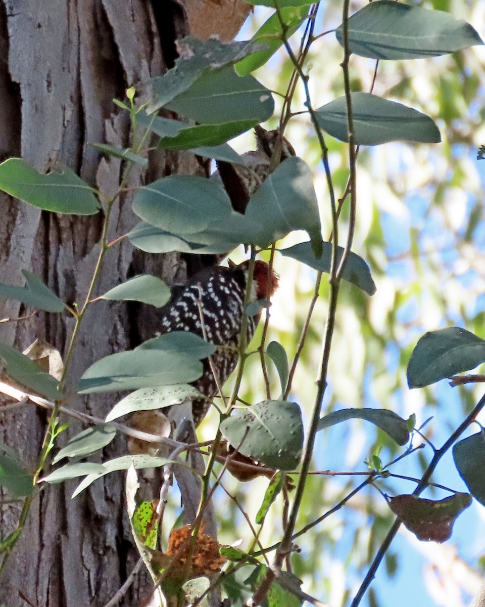 Nuttall's Woodpecker - ML646764147