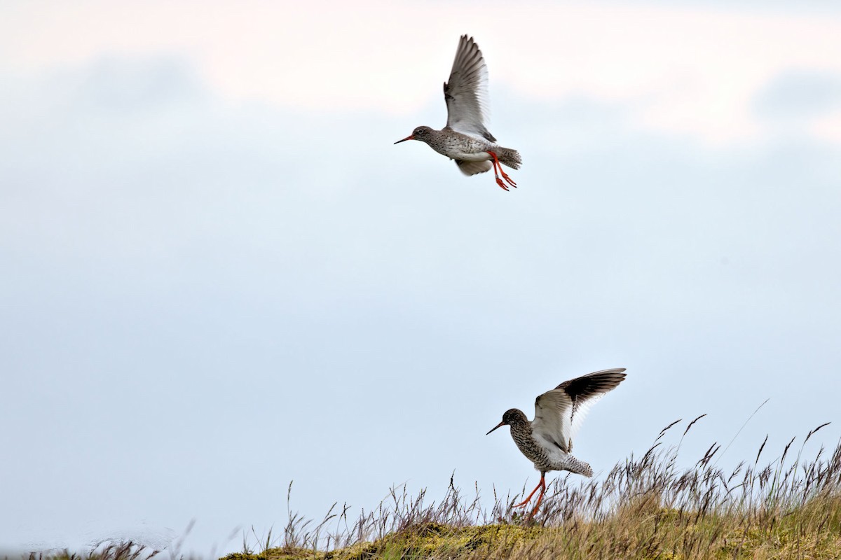 Common Redshank - ML646764148