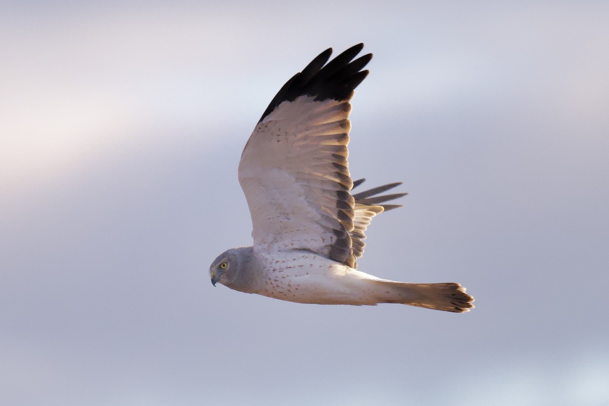 Northern Harrier - ML646764149