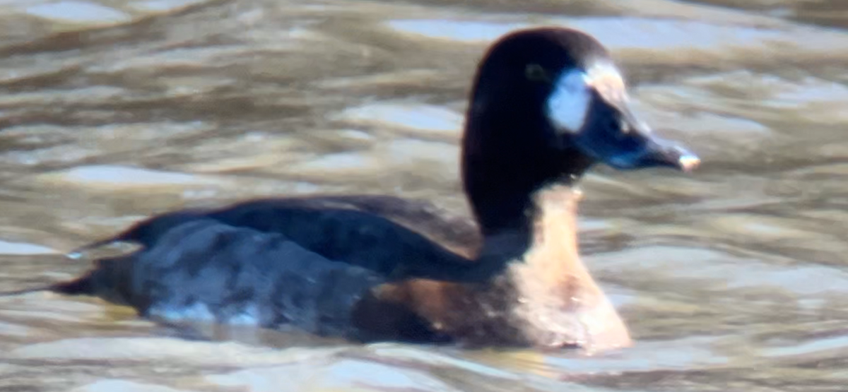 Greater Scaup - ML646764150