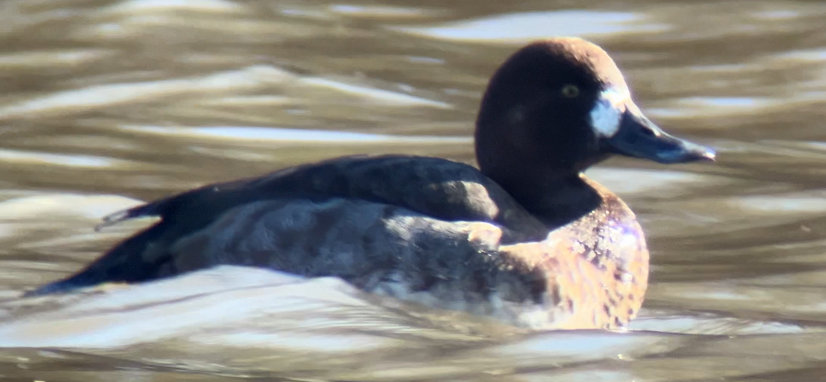 Greater Scaup - ML646764151