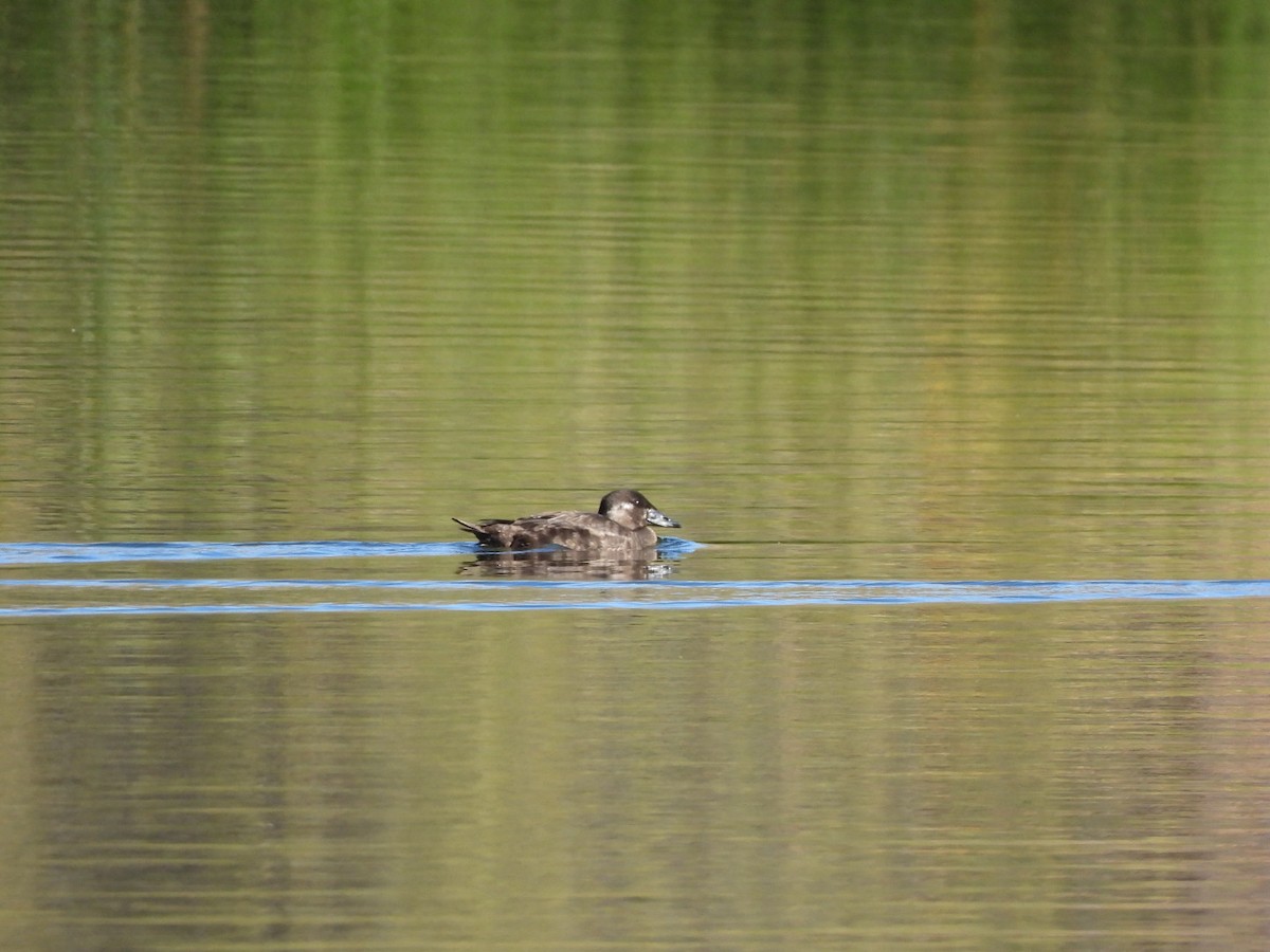 brilleand - ML646764158